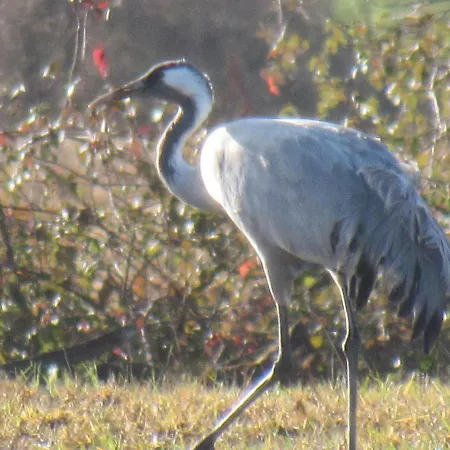 La Baroud' Er Voillecomte
